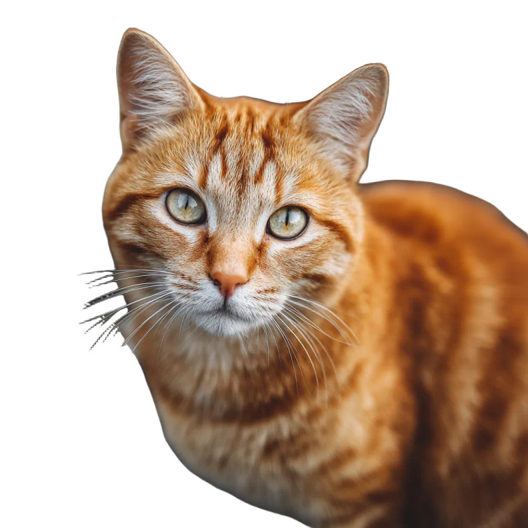 Orange Cat V4 Vinyl Car Decal Sticker – Waterproof & UV-Resistant 