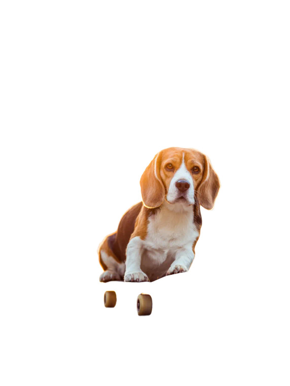 Skateboarding Beagle V2 Vinyl Car Decal Sticker – Waterproof & UV-Resistant 