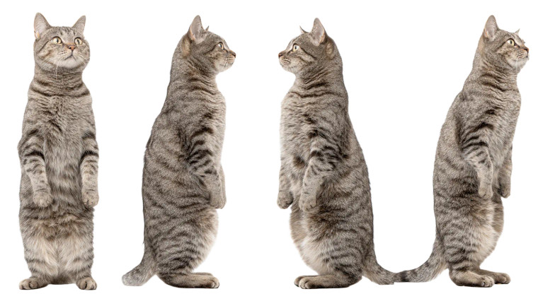 Human-Like Cat Vinyl Car Decal Sticker – Waterproof & UV-Resistant 
