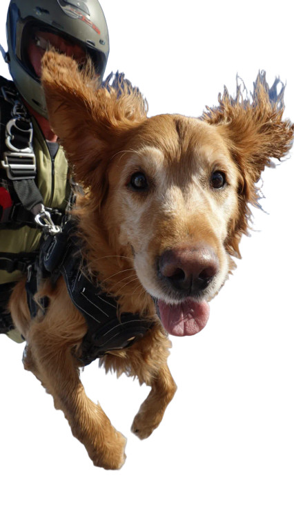 Skydiving Golden Retriever V2 Vinyl Car Decal Sticker – Waterproof & UV-Resistant 