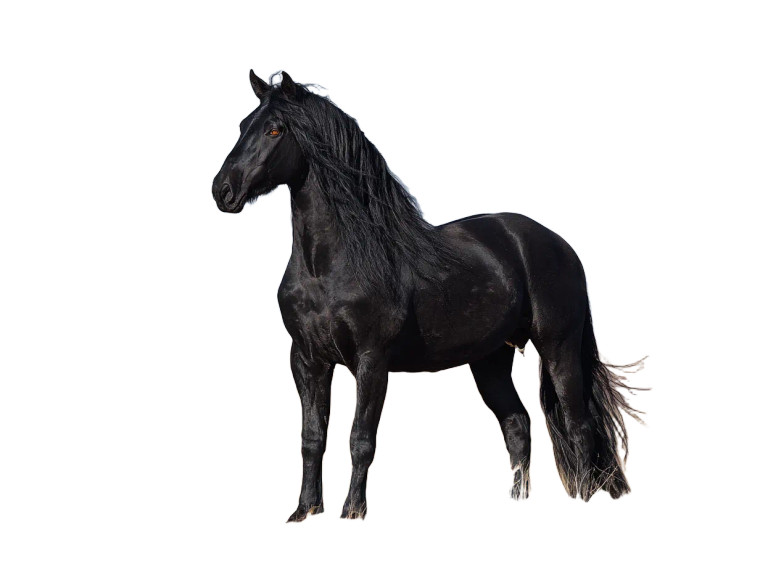 Black Stallion V2 Vinyl Car Decal Sticker – Waterproof & UV-Resistant 