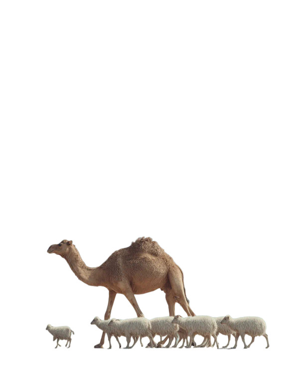 Desert Animals Walk Vinyl Car Decal Sticker – Waterproof & UV-Resistant 