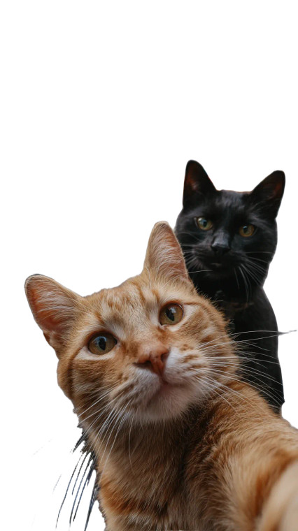 Cats Taking Selfie V7 Vinyl Car Decal Sticker – Waterproof & UV-Resistant 