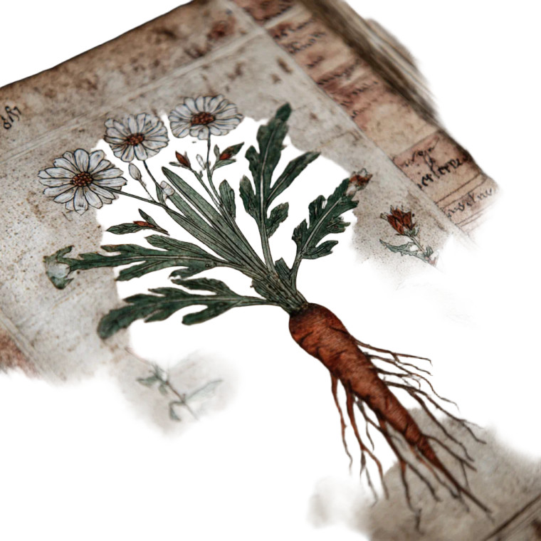 Medieval Plant Illustration Vinyl Car Decal Sticker – Waterproof & UV-Resistant 