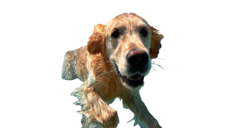Happy Swimming Retriever Vinyl Car Decal Sticker – Waterproof & UV-Resistant 