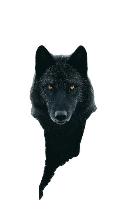Proud Black Wolf Vinyl Car Decal Sticker – Waterproof & UV-Resistant 