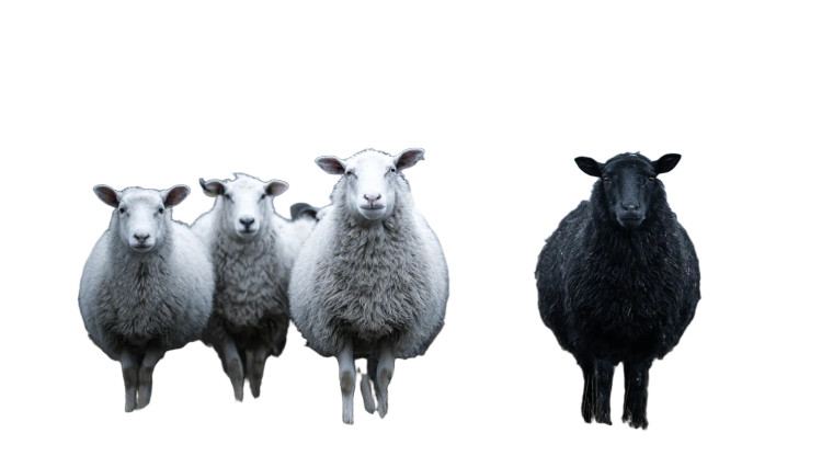 Sheep Photography Vinyl Car Decal Sticker – Waterproof & UV-Resistant 