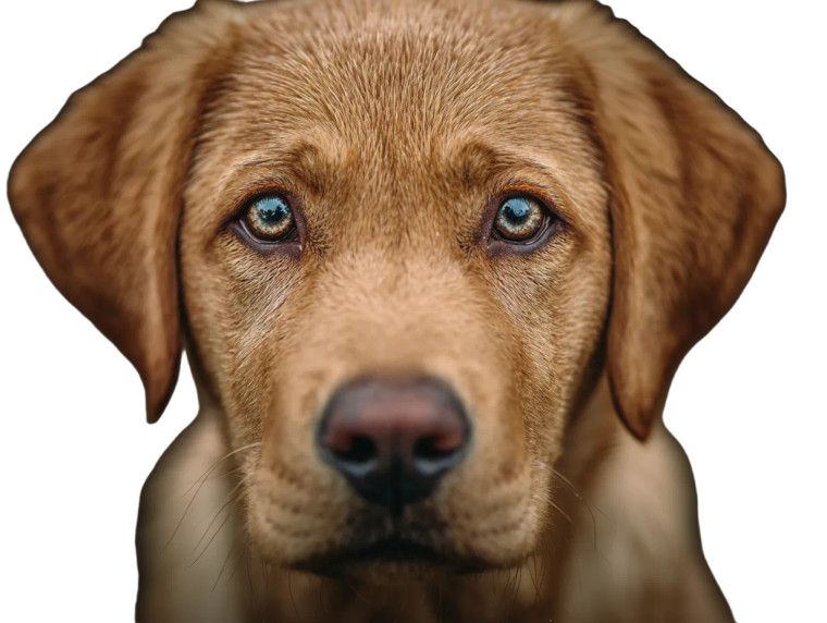 Cute Dog V24 Vinyl Car Decal Sticker – Waterproof & UV-Resistant 