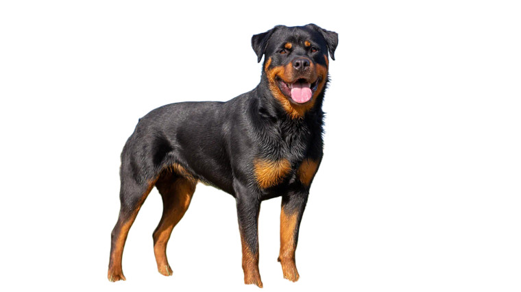 Happy Rottweiler Vinyl Car Decal Sticker – Waterproof & UV-Resistant 
