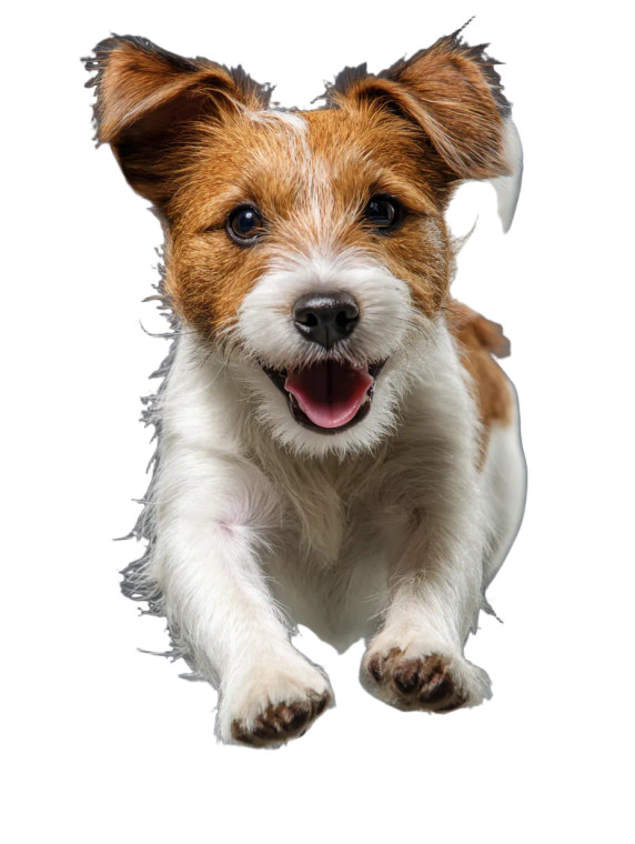 Running Terrier Vinyl Car Decal Sticker – Waterproof & UV-Resistant 