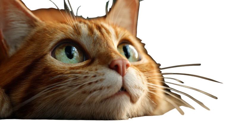 Orange Tabby Cat V7 Vinyl Car Decal Sticker – Waterproof & UV-Resistant 