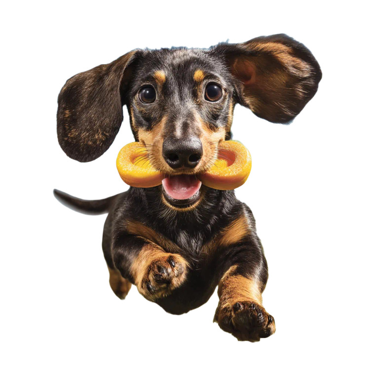 Running Dachshund Vinyl Car Decal Sticker – Waterproof & UV-Resistant 