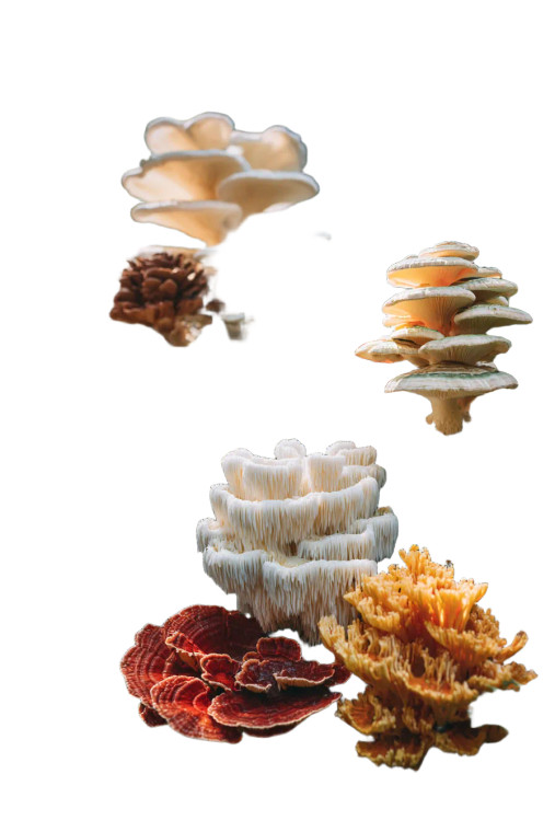 Forest Mushroom Variety Vinyl Car Decal Sticker – Waterproof & UV-Resistant 