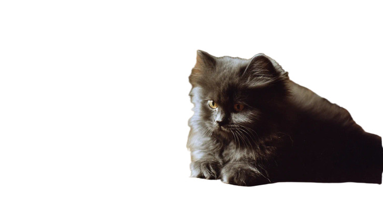 Persian Kitten Play Vinyl Car Decal Sticker – Waterproof & UV-Resistant 