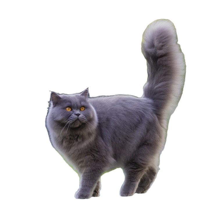 Fluffy Gray Cat V5 Vinyl Car Decal Sticker – Waterproof & UV-Resistant 