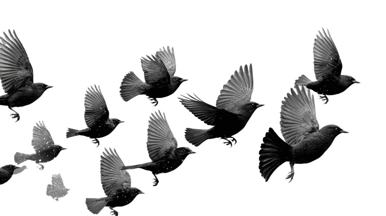 Silhouette Birds Vinyl Car Decal Sticker – Waterproof & UV-Resistant 