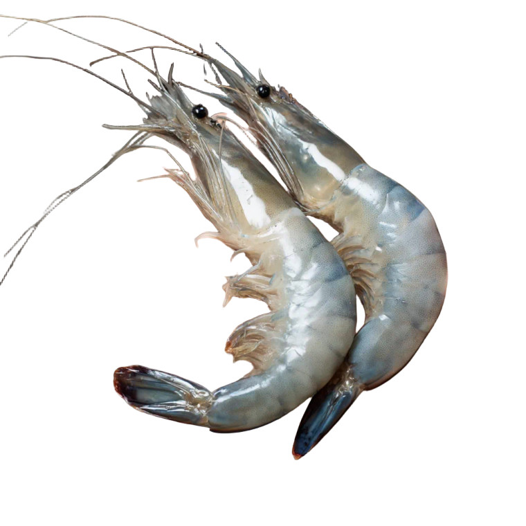 Fresh Whole Prawns Vinyl Car Decal Sticker – Waterproof & UV-Resistant 