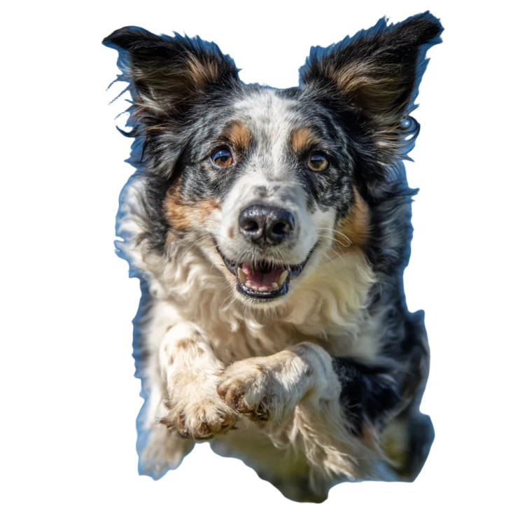 Dog Playing Hoopers Vinyl Car Decal Sticker – Waterproof & UV-Resistant 