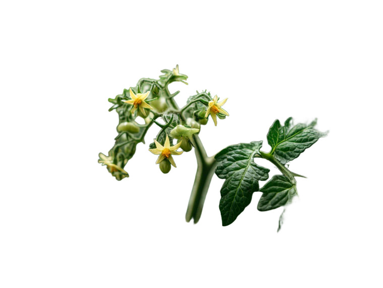 Tomato Plant Bloom Vinyl Car Decal Sticker – Waterproof & UV-Resistant 