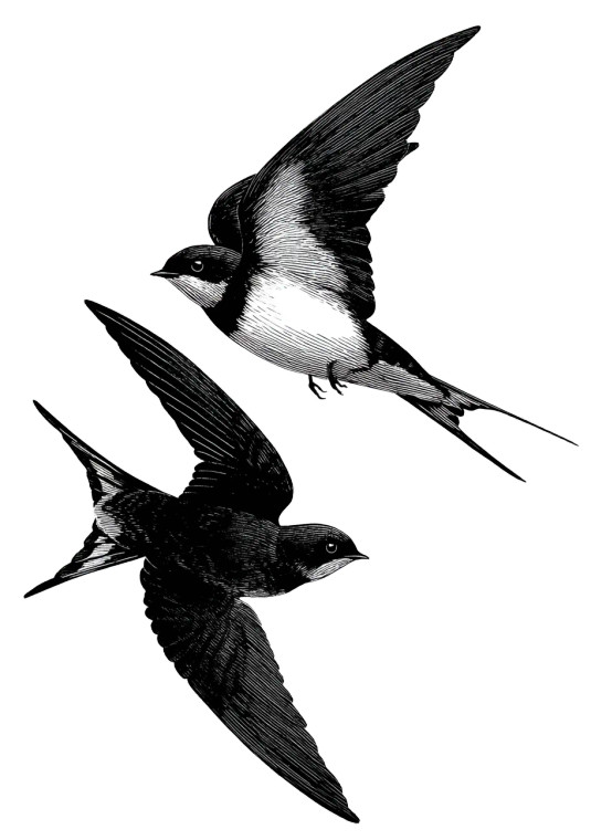 Swallows In Flight Vinyl Car Decal Sticker – Waterproof & UV-Resistant 