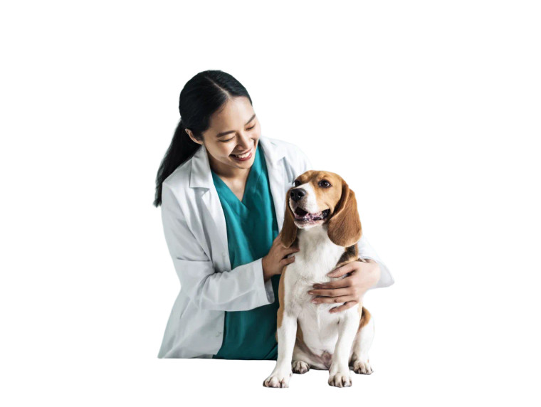 Veterinarian With Beagle Vinyl Car Decal Sticker – Waterproof & UV-Resistant 