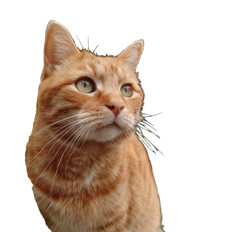 Ginger Cat V3 Vinyl Car Decal Sticker – Waterproof & UV-Resistant 