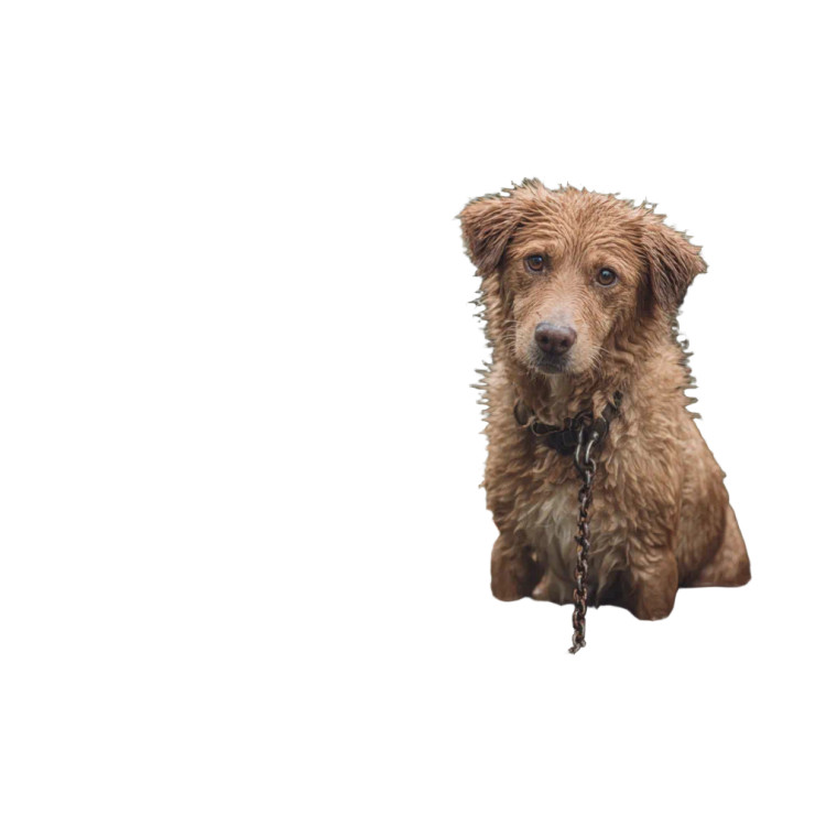 Sad Soaked Dog Vinyl Car Decal Sticker – Waterproof & UV-Resistant 