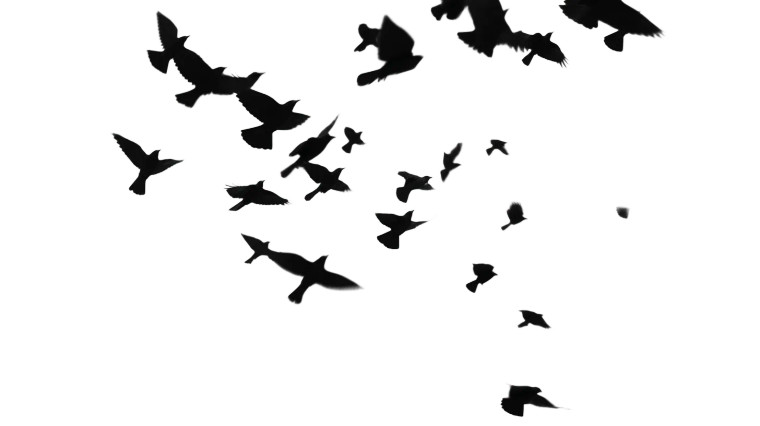 Silhouette Crows Flying Vinyl Car Decal Sticker – Waterproof & UV-Resistant 