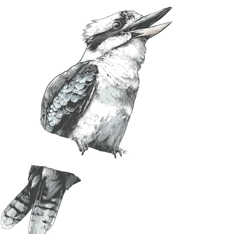 Laughing Kookaburra Vinyl Car Decal Sticker – Waterproof & UV-Resistant 