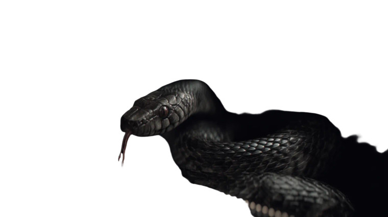 Snake In Briefcase Vinyl Car Decal Sticker – Waterproof & UV-Resistant 