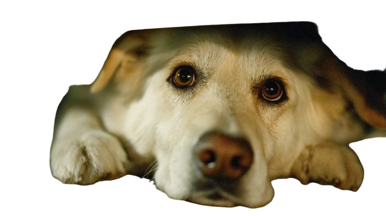 Cowering Dog Fireworks Vinyl Car Decal Sticker – Waterproof & UV-Resistant 