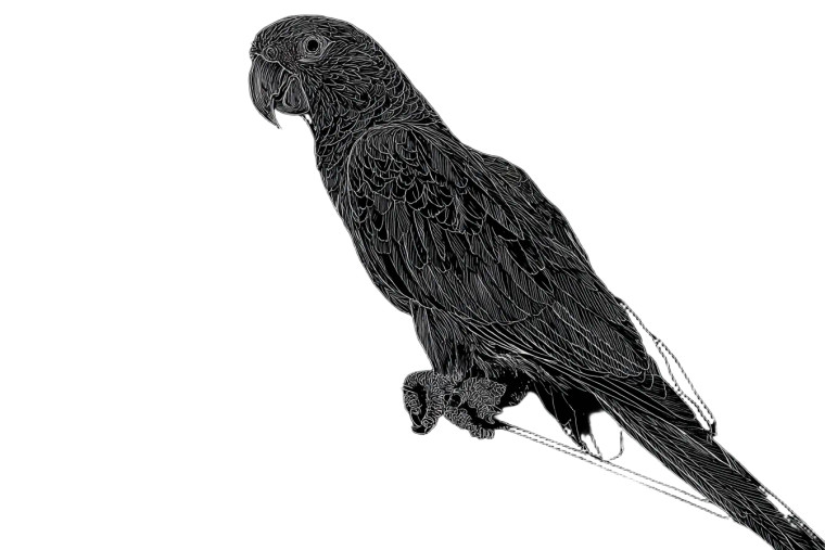 Line Drawing Parrot Vinyl Car Decal Sticker – Waterproof & UV-Resistant 