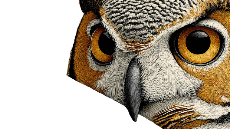 Wise Old Owl V2 Vinyl Car Decal Sticker – Waterproof & UV-Resistant 