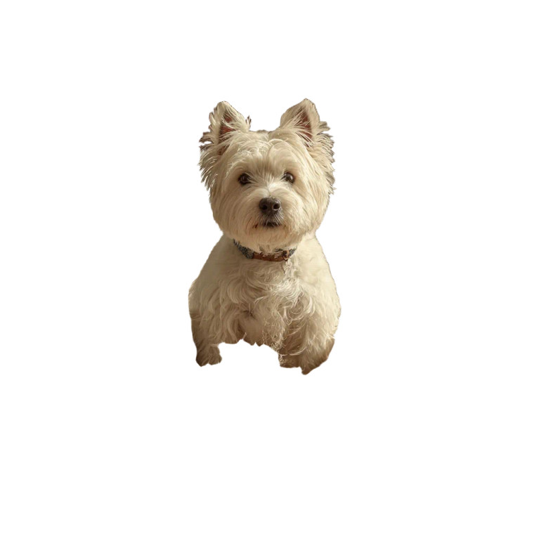 Playful Terrier Chaos Vinyl Car Decal Sticker – Waterproof & UV-Resistant 