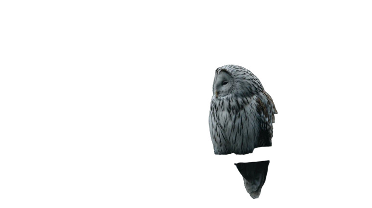 Perched Owl Vinyl Car Decal Sticker – Waterproof & UV-Resistant 