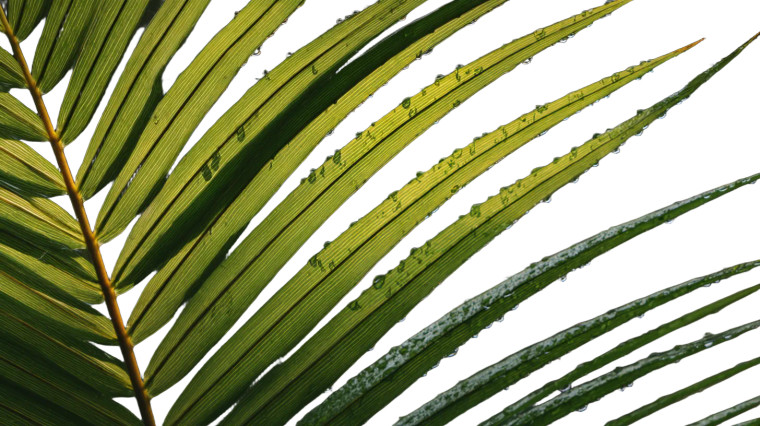 Coconut Palm Leaves Vinyl Car Decal Sticker – Waterproof & UV-Resistant 