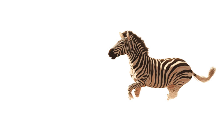 Proud Zebra Galloping Vinyl Car Decal Sticker – Waterproof & UV-Resistant 