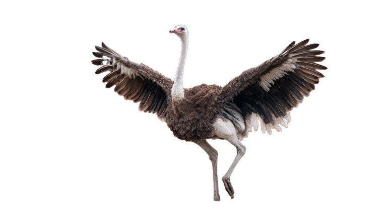 Dancing Ostrich Vinyl Car Decal Sticker – Waterproof & UV-Resistant 
