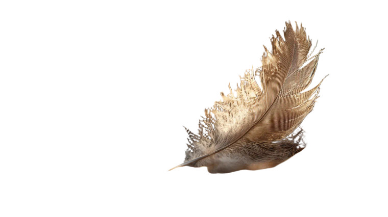 Delicate Feather Nest Vinyl Car Decal Sticker – Waterproof & UV-Resistant 