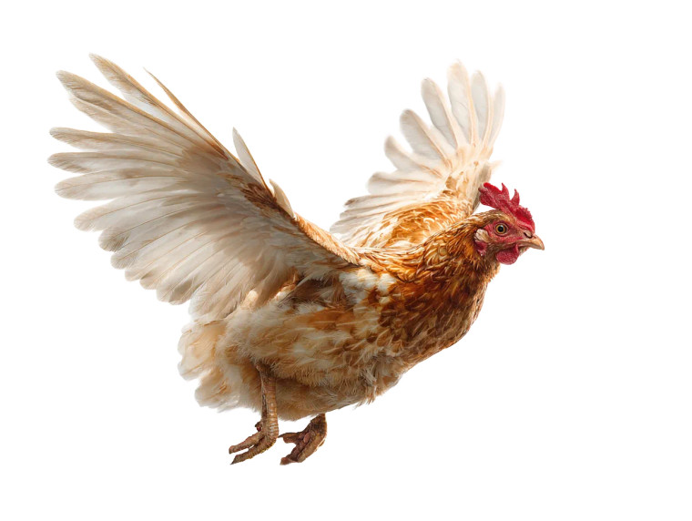 Flying Hen Vinyl Car Decal Sticker – Waterproof & UV-Resistant 