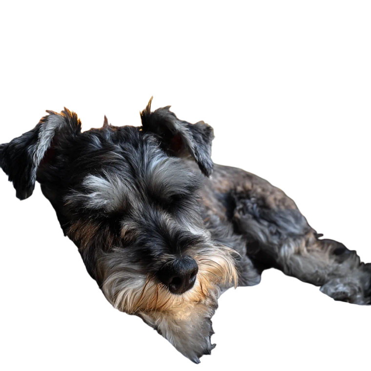 Sleeping Schnauzer Vinyl Car Decal Sticker – Waterproof & UV-Resistant 