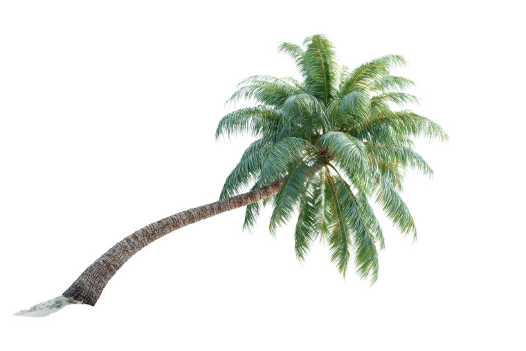 Tropical Palm Tree Vinyl Car Decal Sticker – Waterproof & UV-Resistant 