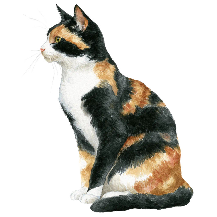 Calico Cat Illustration Vinyl Car Decal Sticker – Waterproof & UV-Resistant 