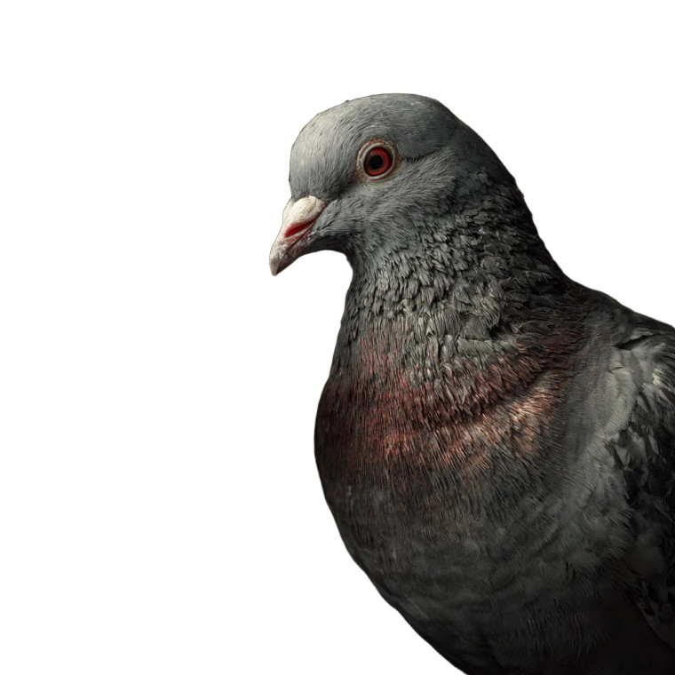 Pigeon With Brush Vinyl Car Decal Sticker – Waterproof & UV-Resistant 