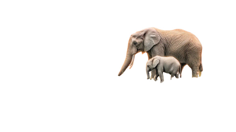 Elephant Duo Waterhole Vinyl Car Decal Sticker – Waterproof & UV-Resistant 