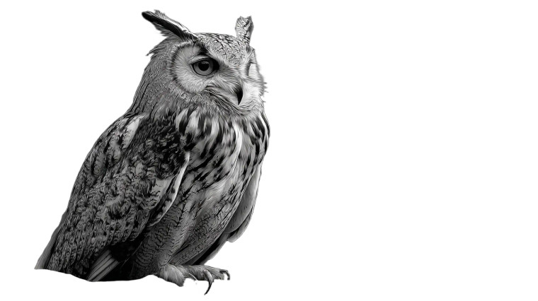 Perched Owl V2 Vinyl Car Decal Sticker – Waterproof & UV-Resistant 