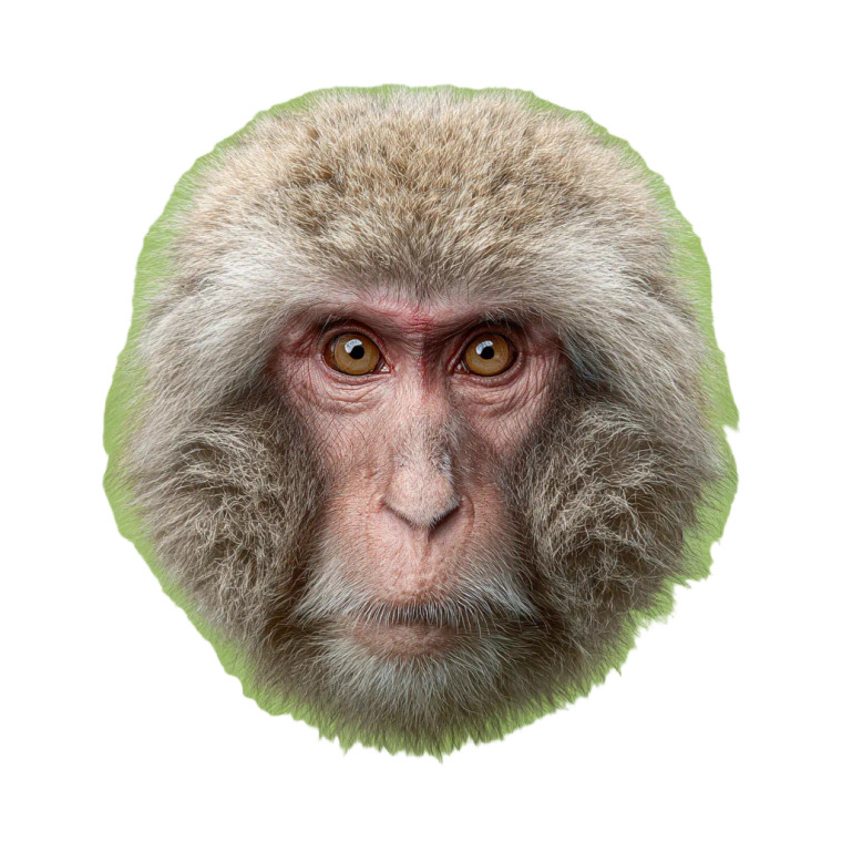 Japanese Macaque Face Vinyl Car Decal Sticker – Waterproof & UV-Resistant 