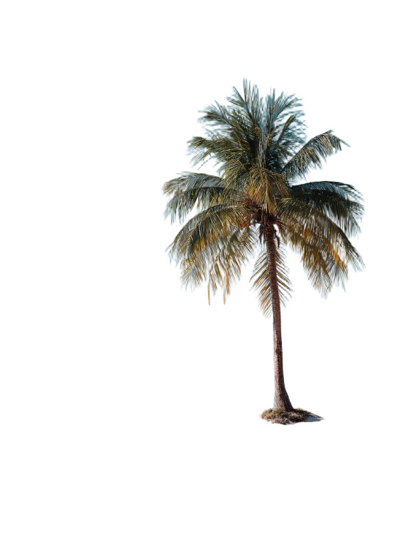 Palm Tree Beach Vinyl Car Decal Sticker – Waterproof & UV-Resistant 