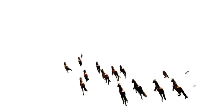 Galloping Wild Horses V2 Vinyl Car Decal Sticker – Waterproof & UV-Resistant 