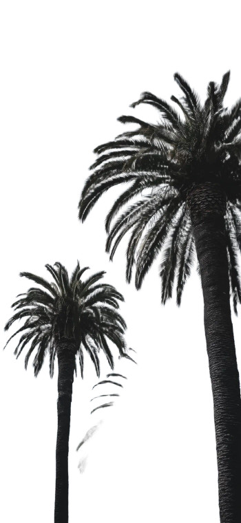 Palm Trees V2 Vinyl Car Decal Sticker – Waterproof & UV-Resistant 